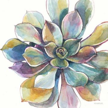 Colorful Succulent 1