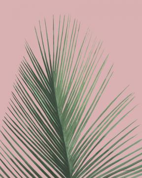 Palm Fronds II