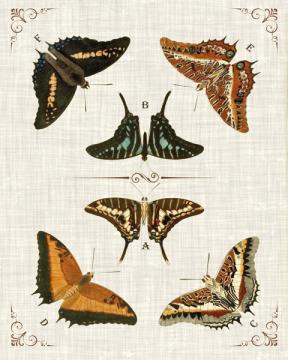 Butterfly Collection 1