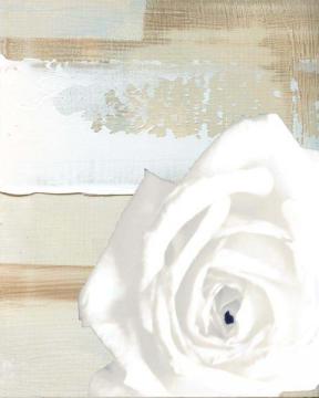 White Rose on Neutral Abstract