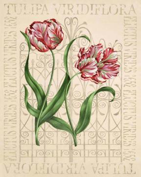 Emperor Tulips