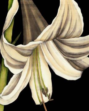 White Graphic Lily III