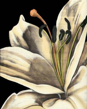 White Graphic Lily IV