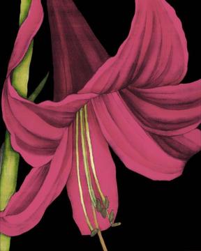 Pink Graphic Lily III