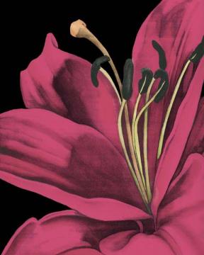 Pink Graphic Lily IV
