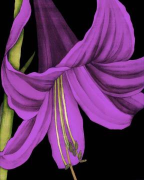 Violet Graphic Lily III