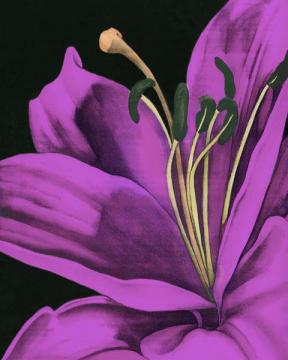 Violet Graphic Lily IV