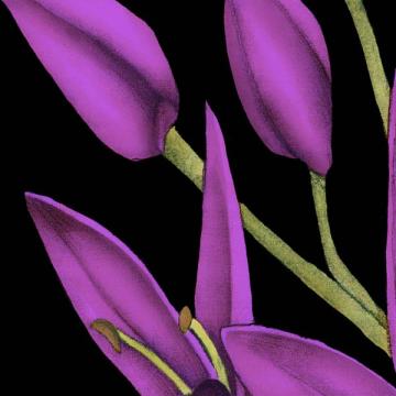 Violet Graphic Lily ML