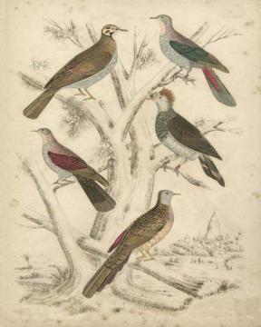 Avian Habitat I