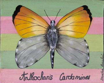 Anthocharis Cardamines