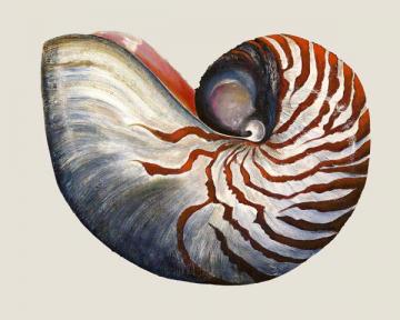 Nautilus Shell Side