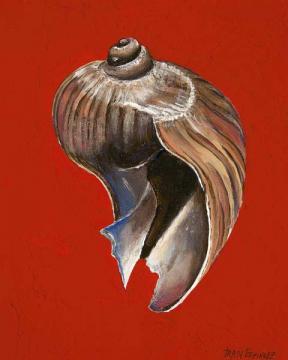 Melaplum Elatum Onion Shell