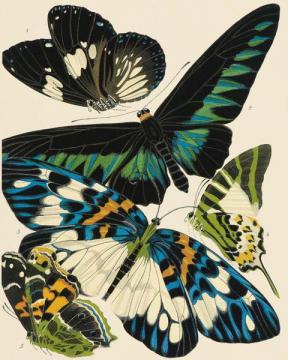 Exotic Butterfly III