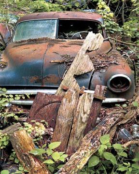 Car Hidden Away in Plants and Old Wood