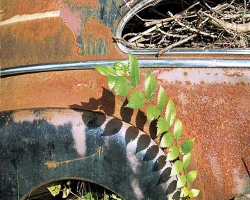 Plants Looking Down on Car