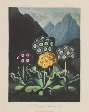 Group of Auriculas I