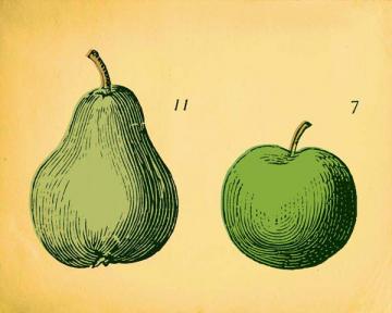 Wood Cut Pear and Apple