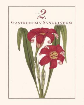 Gastronema Sanguineum
