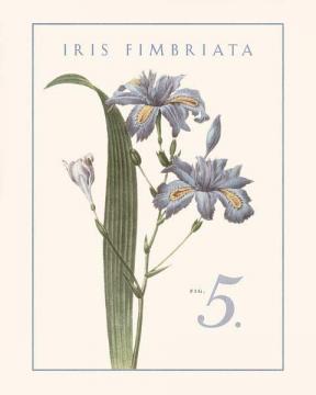 Iris Fimbriata