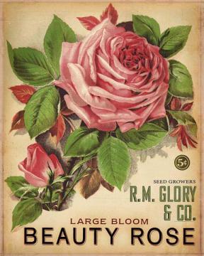 Floral Seed Packets-Beauty Rose