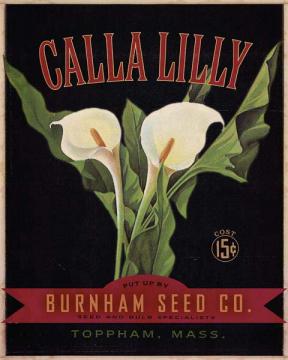 Floral Seed Packets-Calla Lily