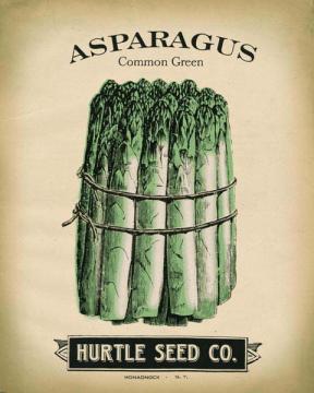 Hurtle Asparagus