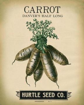 Hurtle Carrot