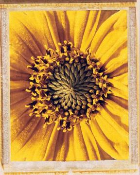 Macro Blossoms-Sunflower