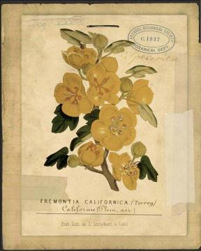 Arundel-Yellow Fremontia