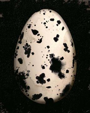 Cream Speckled Egg
