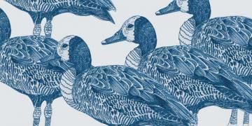 Blue Ducks