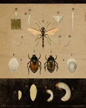 Vintage Educational Chart Insect