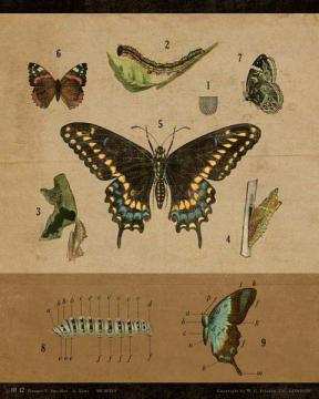 Vintage Educational Chart Butterfly
