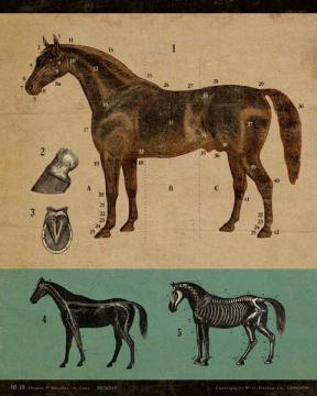 Vintage Educational Chart Horse