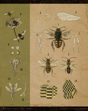 Vintage Educational Chart Bees