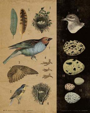 Vintage Educational Chart Birds