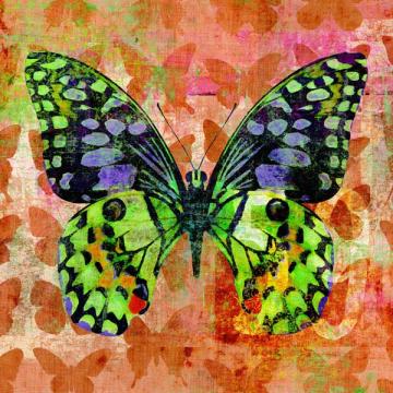 Colorful Butterflies 4