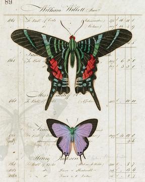 Entomology Collection Butterfly