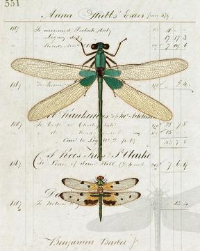 Entomology Collection Dragonfly