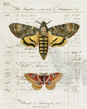 Entomology Collection Moth