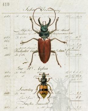 Entomology Collection Beetle