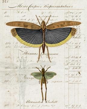 Entomology Collection Grasshopper