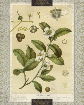 Tea Botanical
