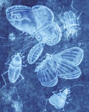 Indigo Insects Fly Home