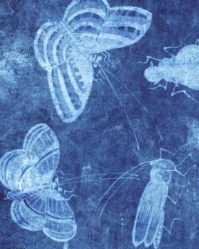 Indigo Insects Fly Quickly
