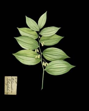 Botanical Specimen 6 29