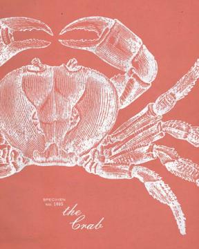 Crab Etching-Coral