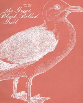 Gull Etching-Coral