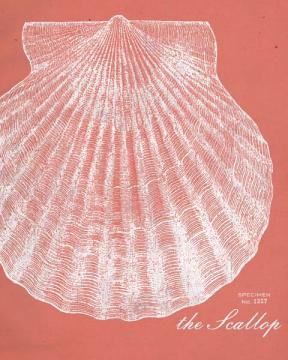 Scallop Etching-Coral