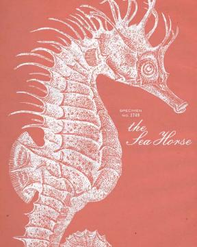 Sea Horse Etching-Coral